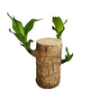 Brazilian Wood Plant - Bloomed Plant | Life Plant With Leaf | Limited Time Offer!