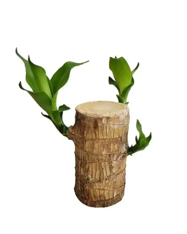 Brazilian Wood Plant - Bloomed Plant | Life Plant With Leaf | Limited Time Offer!