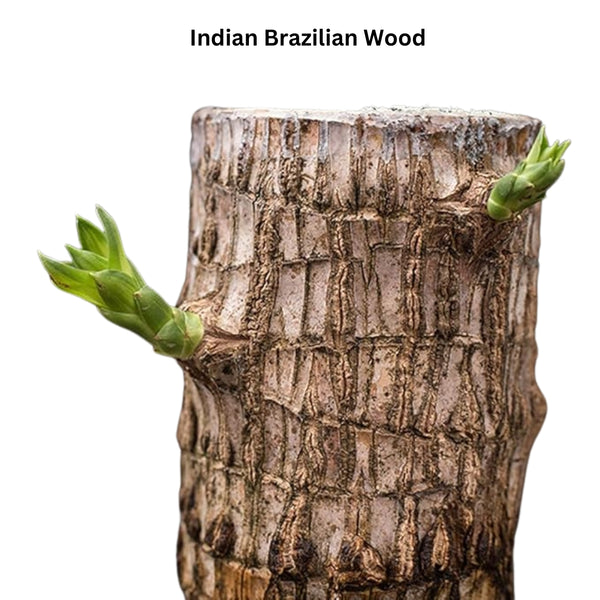 Brazilian Wood Plant - Bloomed Plant | Life Plant With Leaf | Limited Time Offer!