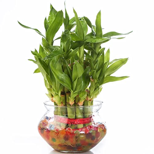 Nurturing Green® Lucky Bamboo Plant in 4 Inch Wide Glass Pot (Small:2 Layer Bamboo) | Living Room Plants | Indoor Plants