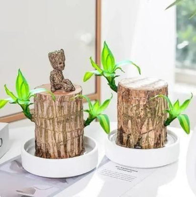 (Pack of 2) Brazilian Wood Plant - Bloomed Plant | Limited Time Offer!