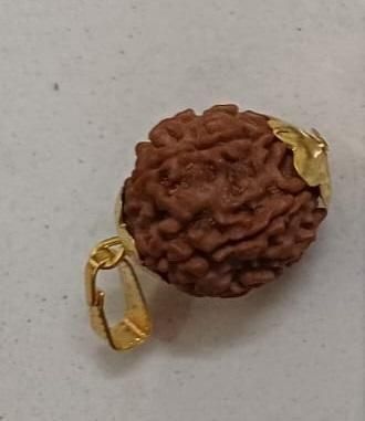 Original 7 Mukhi Rudraksha with Cap – Natural & Handpicked Spiritual Bead | Authentic & Organic | Pack of 1