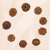 Original 7 Mukhi Rudraksha with Cap – Natural & Handpicked Spiritual Bead | Authentic & Organic | Pack of 1