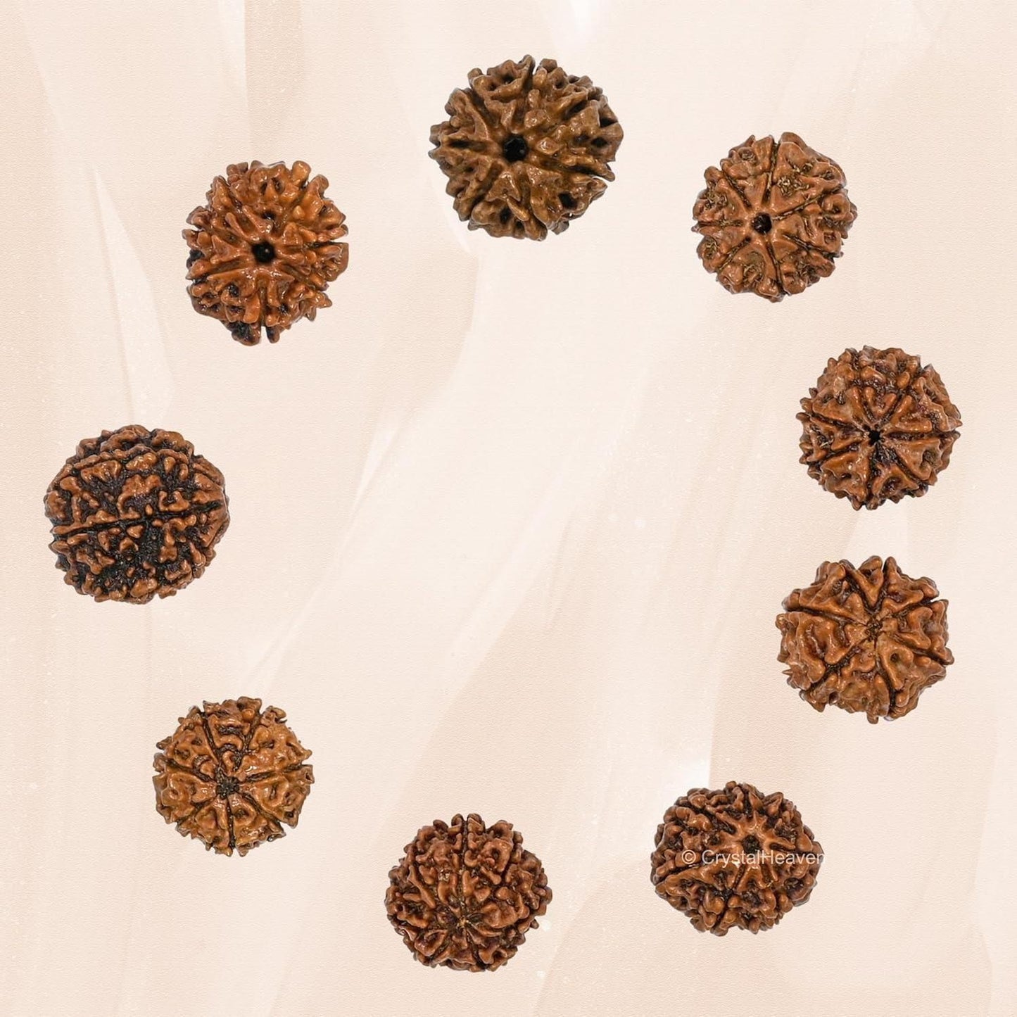 Original 7 Mukhi Rudraksha with Cap – Natural & Handpicked Spiritual Bead | Authentic & Organic | Pack of 1