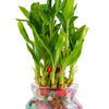 Nurturing Green® Lucky Bamboo Plant in 4 Inch Wide Glass Pot (Small:2 Layer Bamboo) | Living Room Plants | Indoor Plants