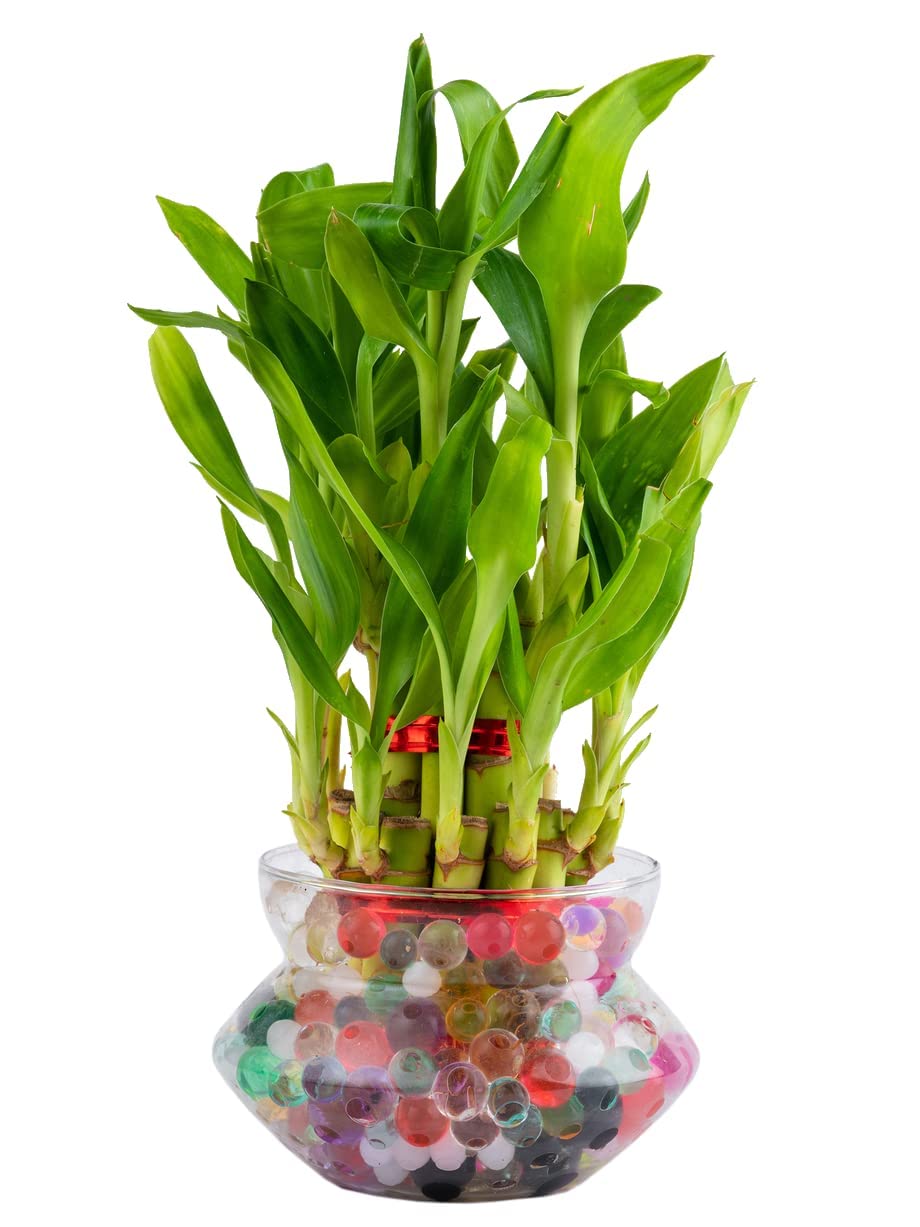 Nurturing Green® Lucky Bamboo Plant in 4 Inch Wide Glass Pot (Small:2 Layer Bamboo) | Living Room Plants | Indoor Plants