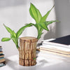 (Pack of 1) Live Lucky Bamboo Plant | Go Green Lucky Brazil Wood Potted Plant Healthy Indoor Live Lucky Brazilian Wood Plant for Living Room, Feng Shui Plant (without pot)