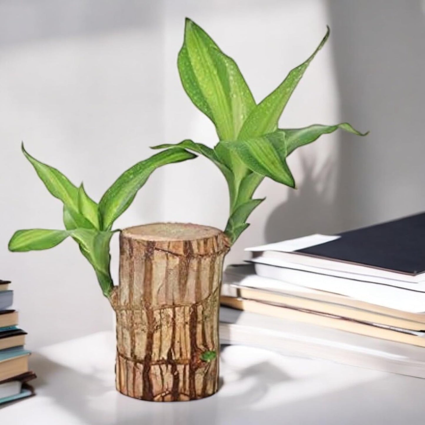 (Pack of 2) Live Lucky Bamboo Plant | Go Green Lucky Brazil Wood Potted Plant Healthy Indoor Live Lucky Brazilian Wood Plant for Living Room, Feng Shui Plant (without pot)