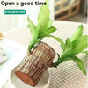 (Pack of 1) Live Lucky Bamboo Plant | Go Green Lucky Brazil Wood Potted Plant Healthy Indoor Live Lucky Brazilian Wood Plant for Living Room, Feng Shui Plant (without pot)