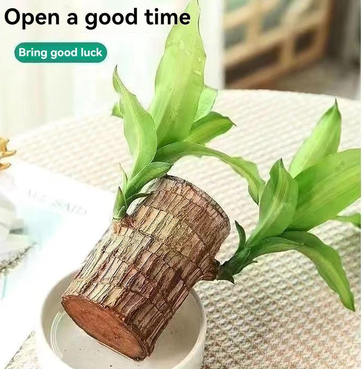 (Pack of 1) Live Lucky Bamboo Plant | Go Green Lucky Brazil Wood Potted Plant Healthy Indoor Live Lucky Brazilian Wood Plant for Living Room, Feng Shui Plant (without pot)