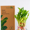 Nurturing Green® Lucky Bamboo Plant in 4 Inch Wide Glass Pot (Small:2 Layer Bamboo) | Living Room Plants | Indoor Plants