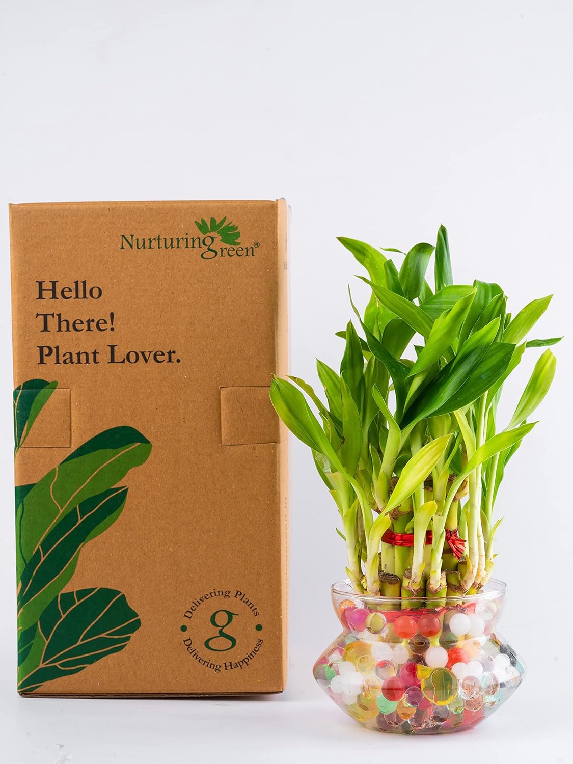 Nurturing Green® Lucky Bamboo Plant in 4 Inch Wide Glass Pot (Small:2 Layer Bamboo) | Living Room Plants | Indoor Plants