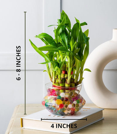 Nurturing Green® Lucky Bamboo Plant in 4 Inch Wide Glass Pot (Small:2 Layer Bamboo) | Living Room Plants | Indoor Plants