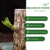 Brazilian Wood Plant - Bloomed Plant | Life Plant With Leaf | Limited Time Offer!