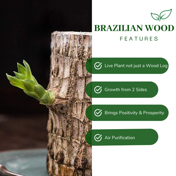 Brazilian Wood Plant - Bloomed Plant | Life Plant With Leaf | Limited Time Offer!