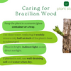 Brazilian Wood Plant - Bloomed Plant | Life Plant With Leaf | Limited Time Offer!