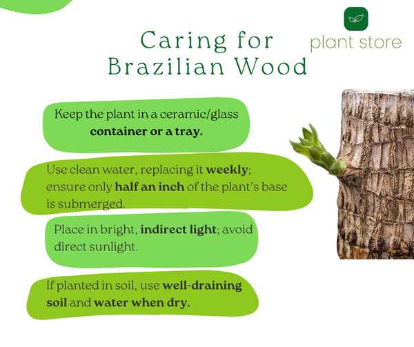 Brazilian Wood Plant - Bloomed Plant | Life Plant With Leaf | Limited Time Offer!