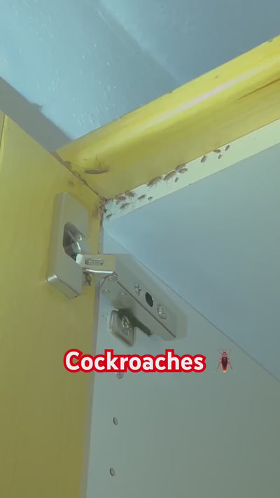 Cockroach Killer (Weight: 100g) | Kitchen Safe | Odourless | Fast and Convenient, Pack of 1
