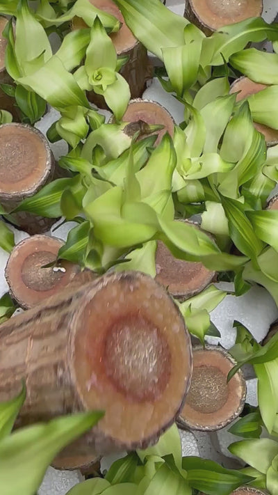 Brazilian Lucky Wood (Pack Of 2), Mini Home Plant Decorations | Limited Time Offer!